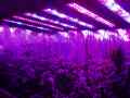 PANEL LAMPA LED DO UPRAWY ROŚLIN 600 W PRO CZARNY