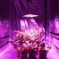 PANEL LAMPA LED DO UPRAWY POMIDORÓW WARZYW ROZSADU