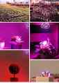 ŻARÓWKA LED GROW LIGHT DO UPRAWY ROŚLIN 28W E27