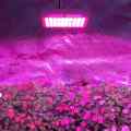 PANEL LAMPA LED DO UPRAWY ROŚLIN 300W PROFESJONALNY BIAŁY